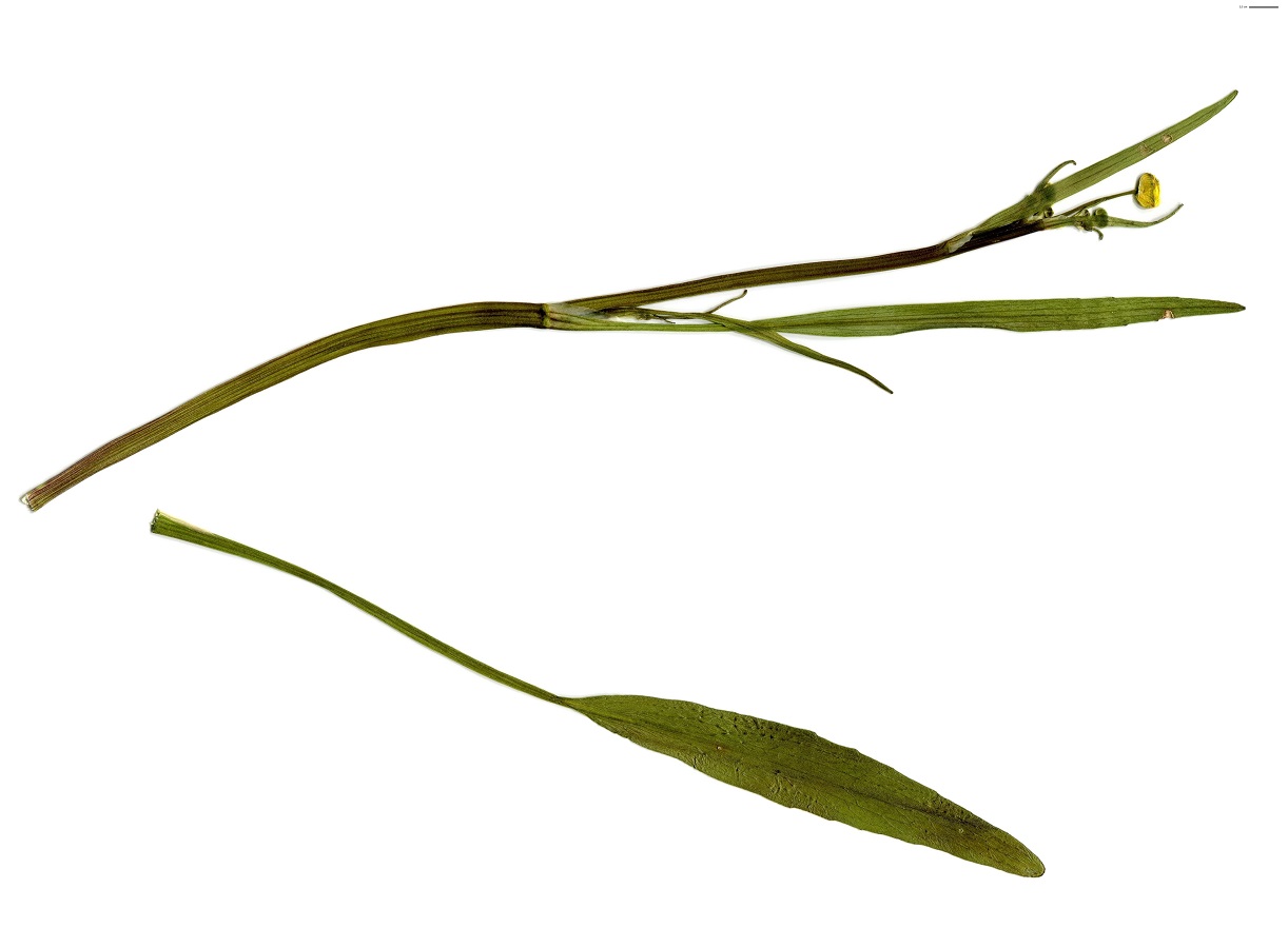 Ranunculus lingua (Ranunculaceae)